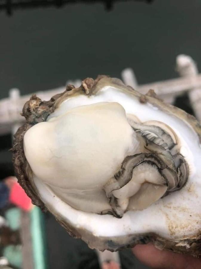 Hotel May Luxury 5 Sao 富国 外观 照片
